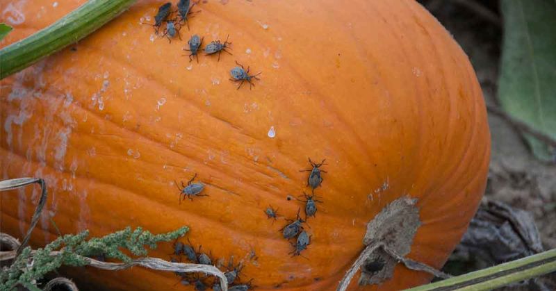 Late Summer Is A Critical Time To Keep Watching