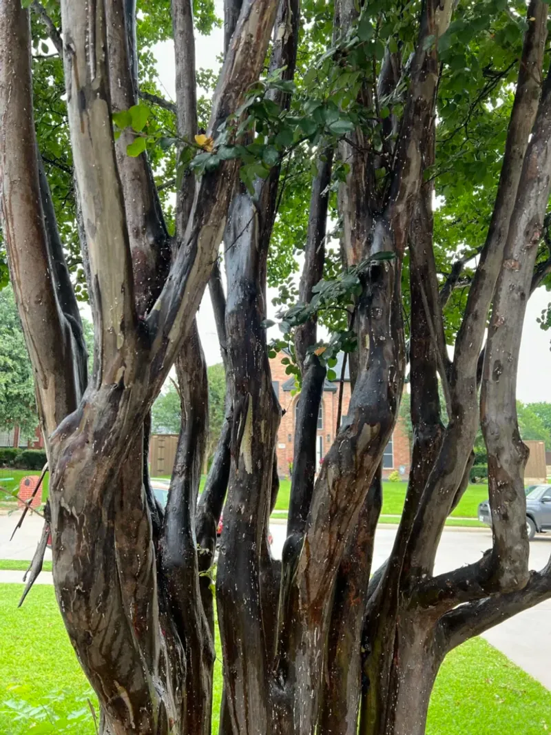 Late Summer Is A Smart Time To Inspect The Bark Late Summer Is A Smart Time To Inspect The Bark