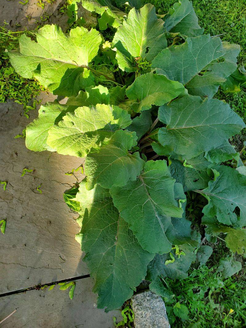 Late Summer Is A Useful Time To Remove Plants Before Burrs Mature Late Summer Is A Useful Time To Remove Plants Before Burrs Mature