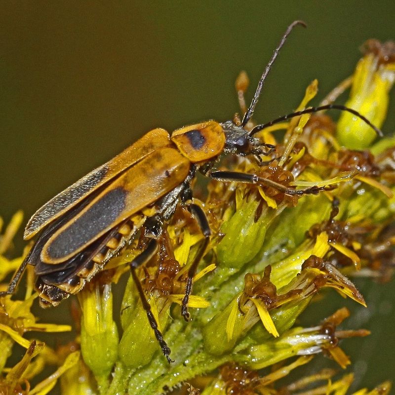 Late Summer Is Peak Soldier Beetle Season Late Summer Is Peak Soldier Beetle Season