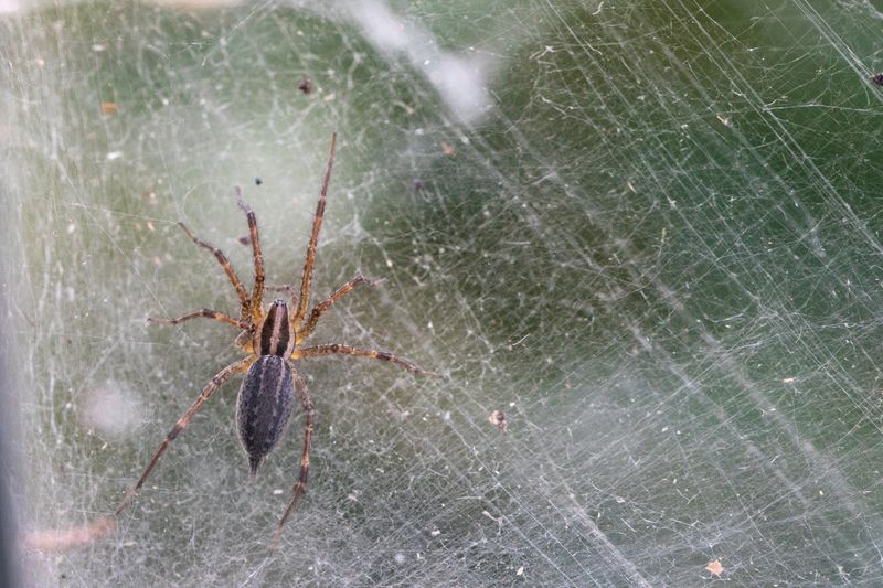 Late Summer Is Prime Grass Spider Season Late Summer Is Prime Grass Spider Season