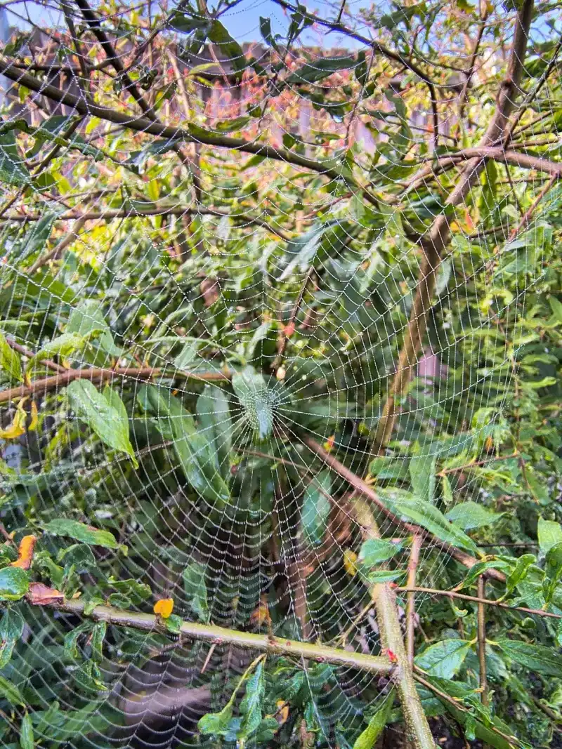 Late Summer Is Spider Season Late Summer Is Spider Season