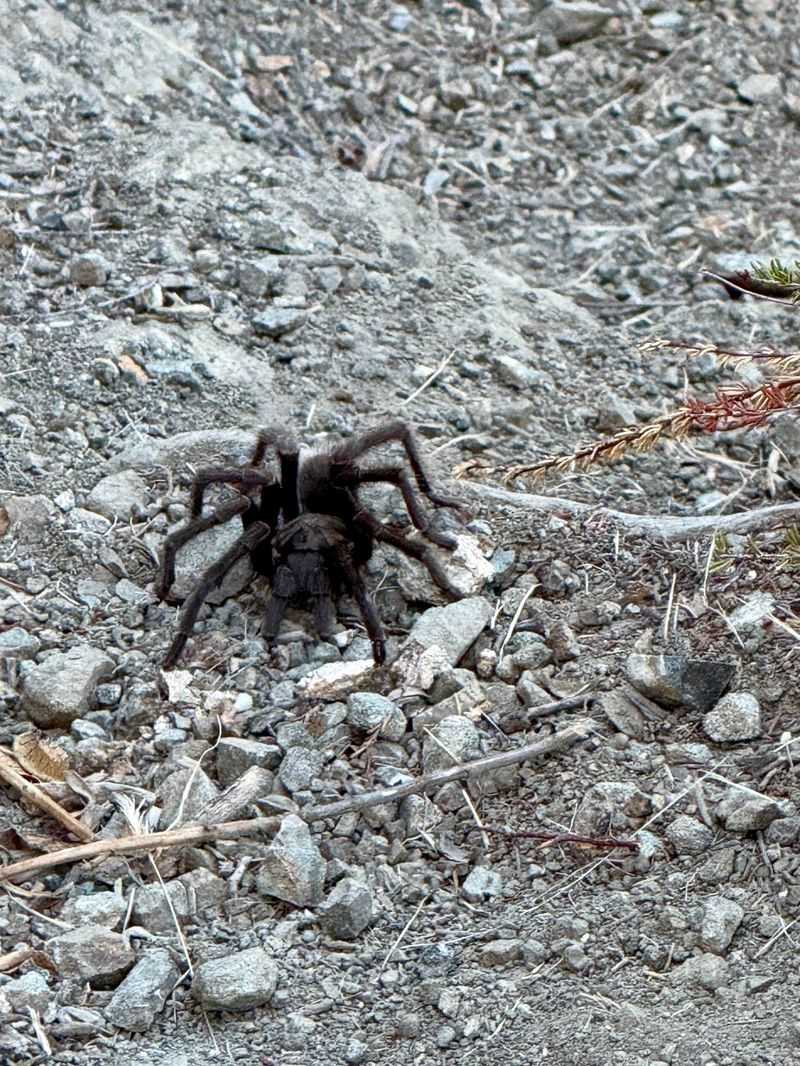 Late Summer Is Tarantula Dating Season Late Summer Is Tarantula Dating Season