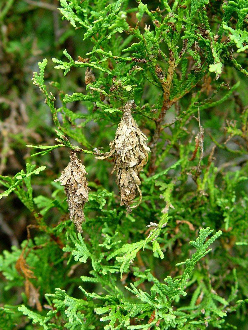 Late Summer Is When Bagworm Problems Become Easier To Spot