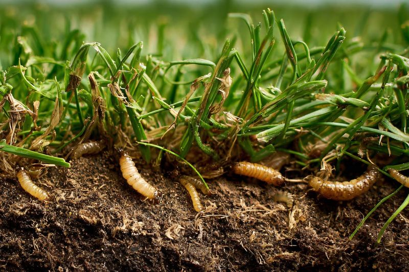 Late Summer Pests Can Still Be Working Under The Green