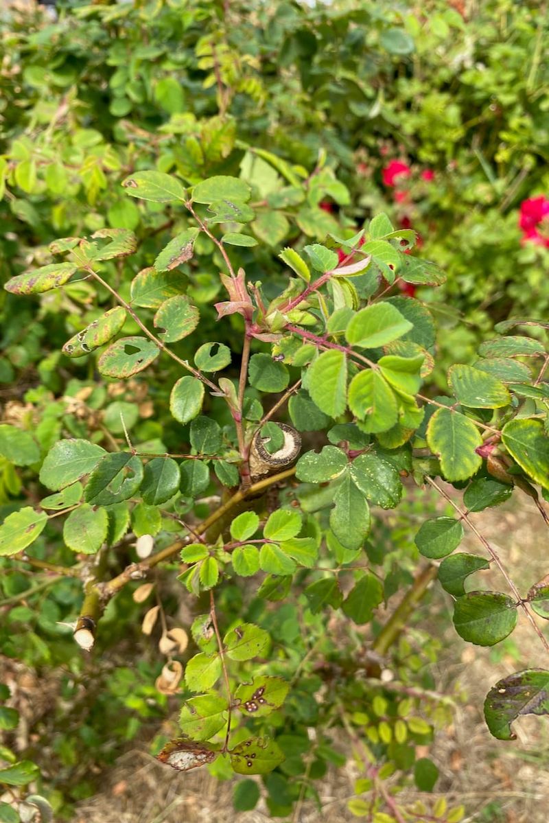 Late Summer Pruning Should Be Gentle Not Aggressive