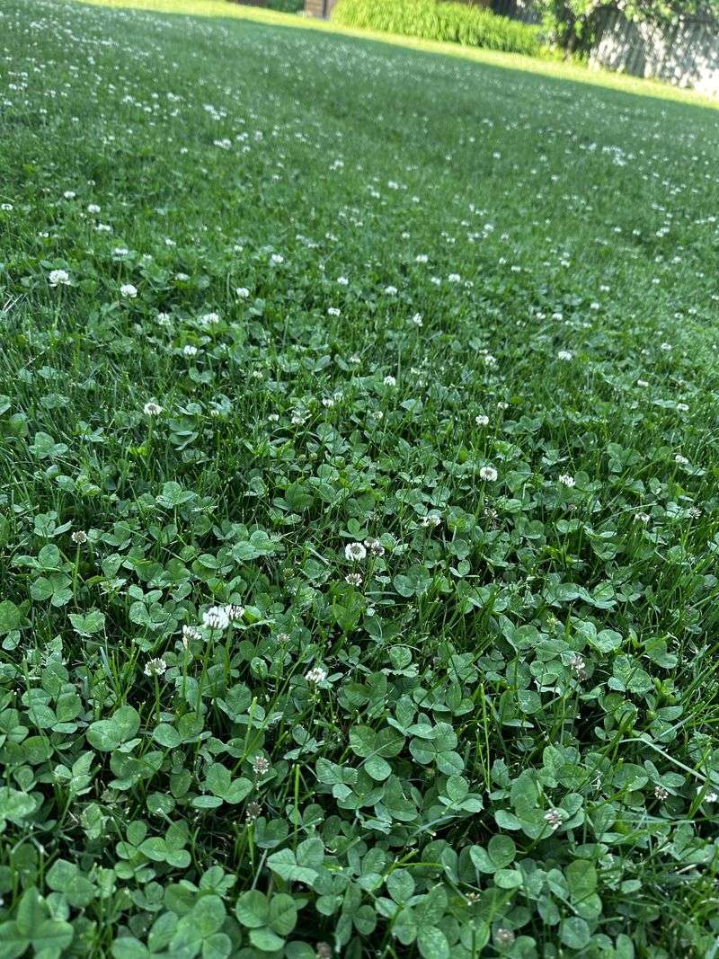 Late-Summer Rain Can Trigger A Fresh Clover Flush Late-Summer Rain Can Trigger A Fresh Clover Flush