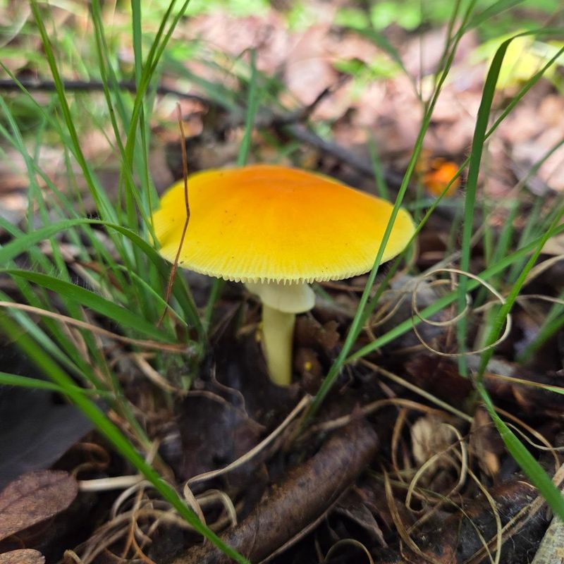 Late Summer Rain Triggers The Sudden Appearance