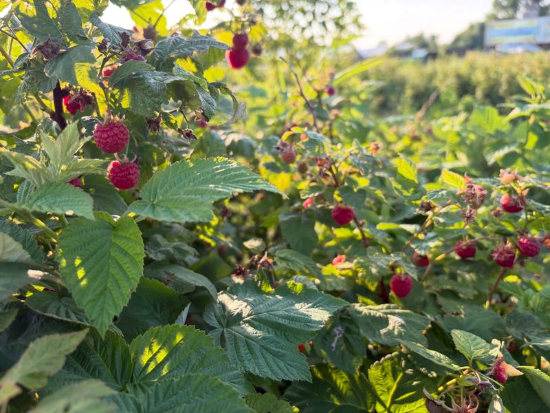 Late-Summer Raspberries Late-Summer Raspberries