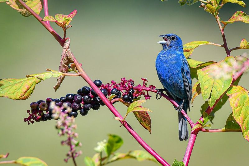 Late Summer Seeds Can Bring Buntings Closer Late Summer Seeds Can Bring Buntings Closer