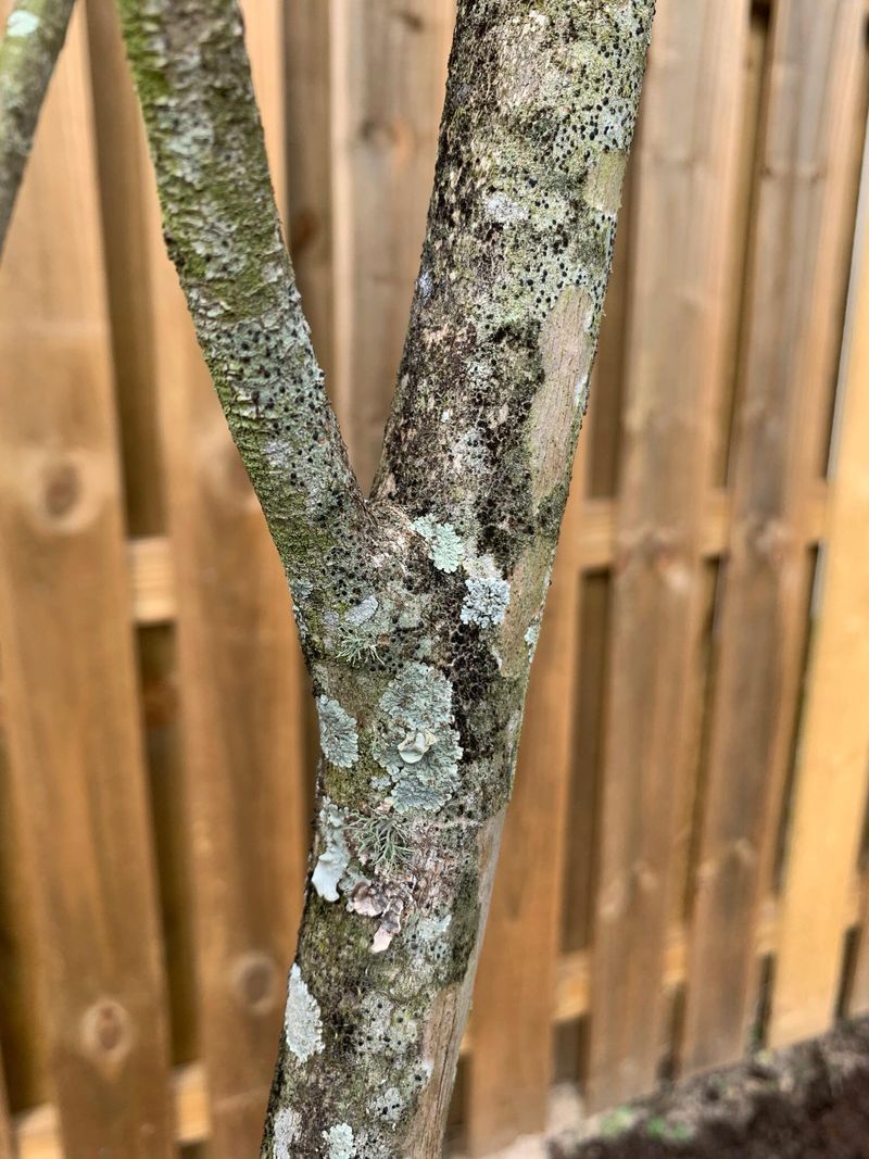 Late Summer Stress Makes Damage Stand Out