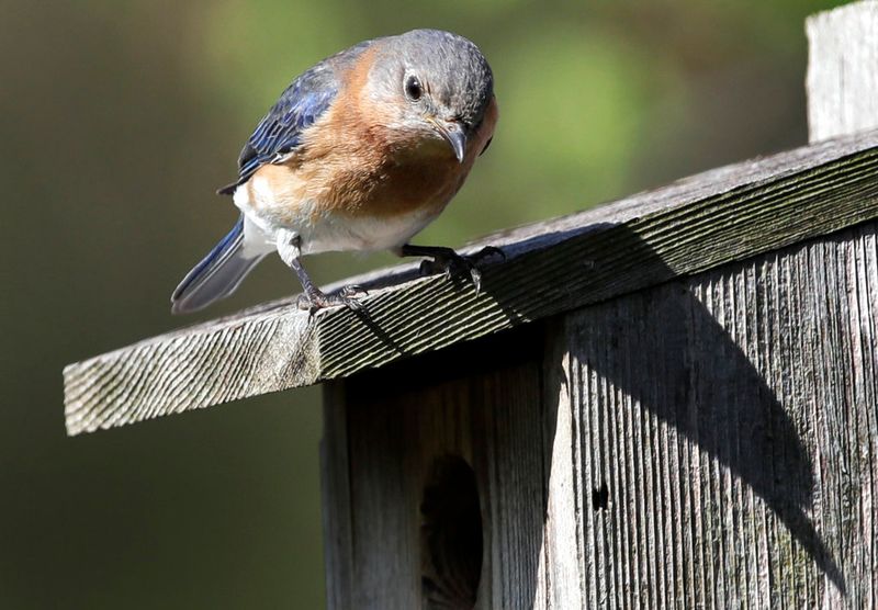 Late-Summer Timing Offers a Clue, Not a Deadline