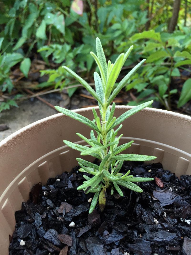 Late Summer Timing Works In Rosemary's Favor