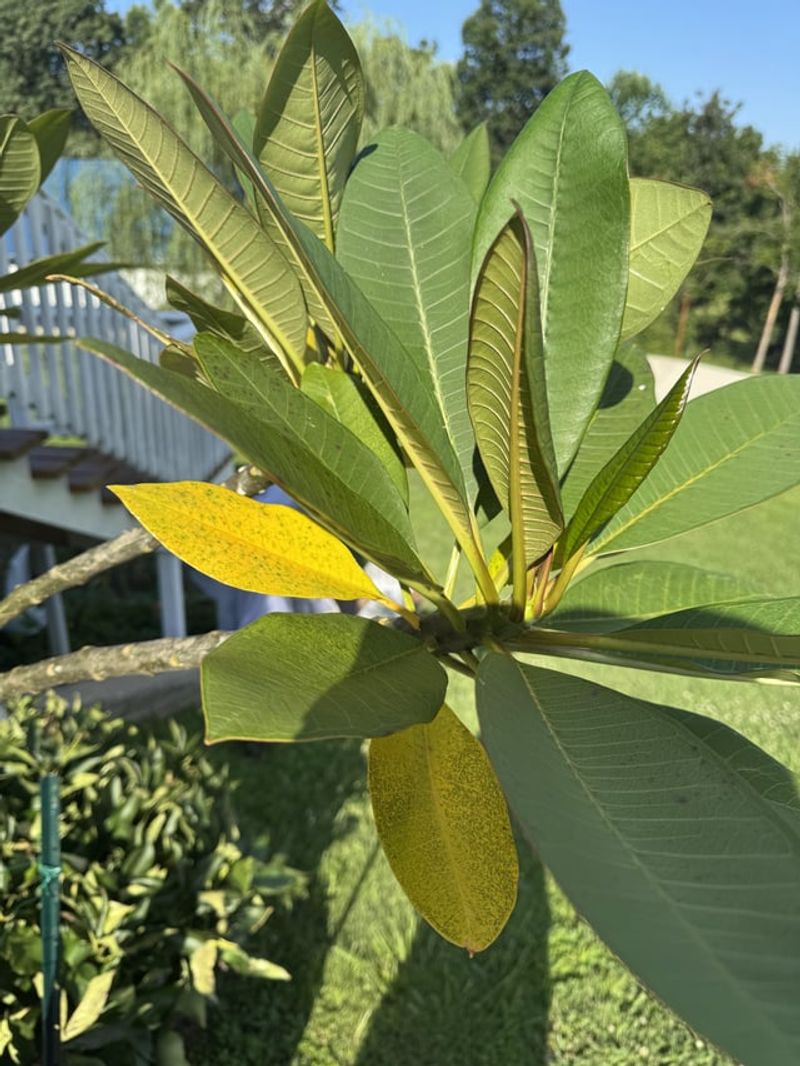 Late Summer Yellowing Is Not Quite Winter Yet