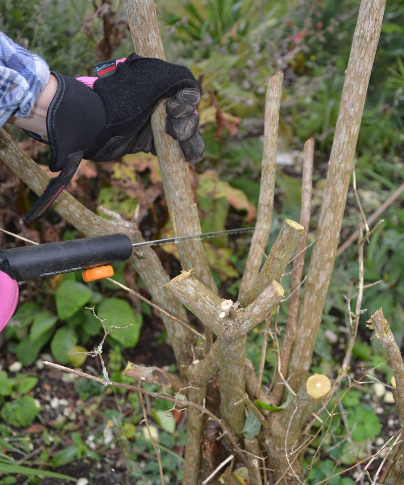 Late Trimming May Also Trigger Tender New Growth