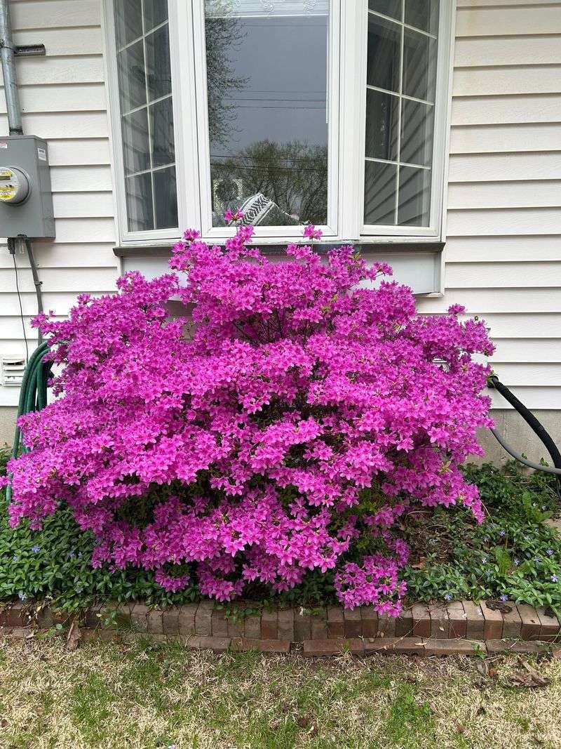 Late Trimming Risks Removing Azalea Flower Buds Late Trimming Risks Removing Azalea Flower Buds