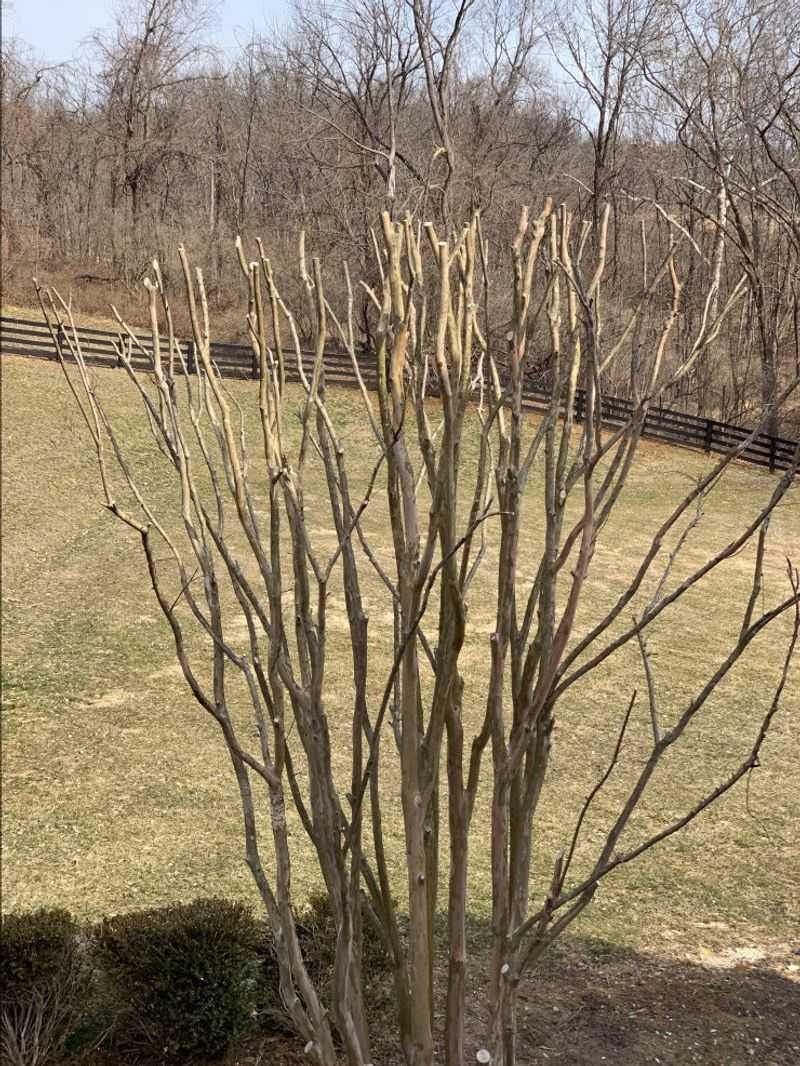 Late Winter Brings The Better Pruning Window Late Winter Brings The Better Pruning Window