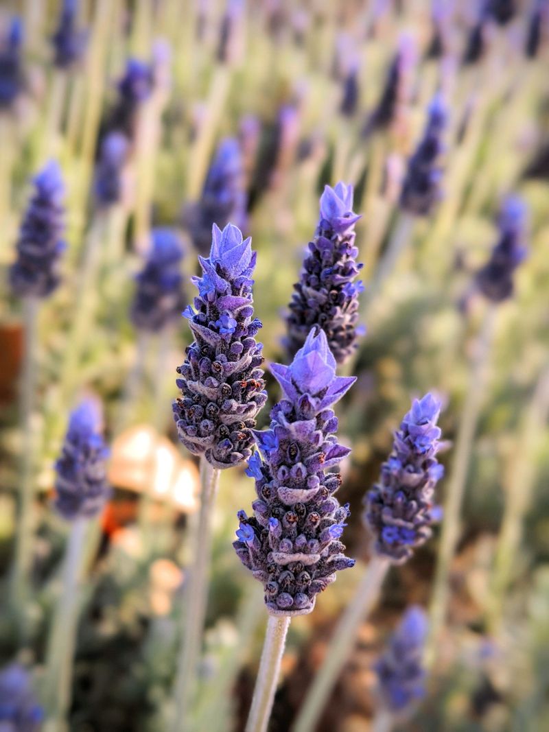 Lavender Lavender