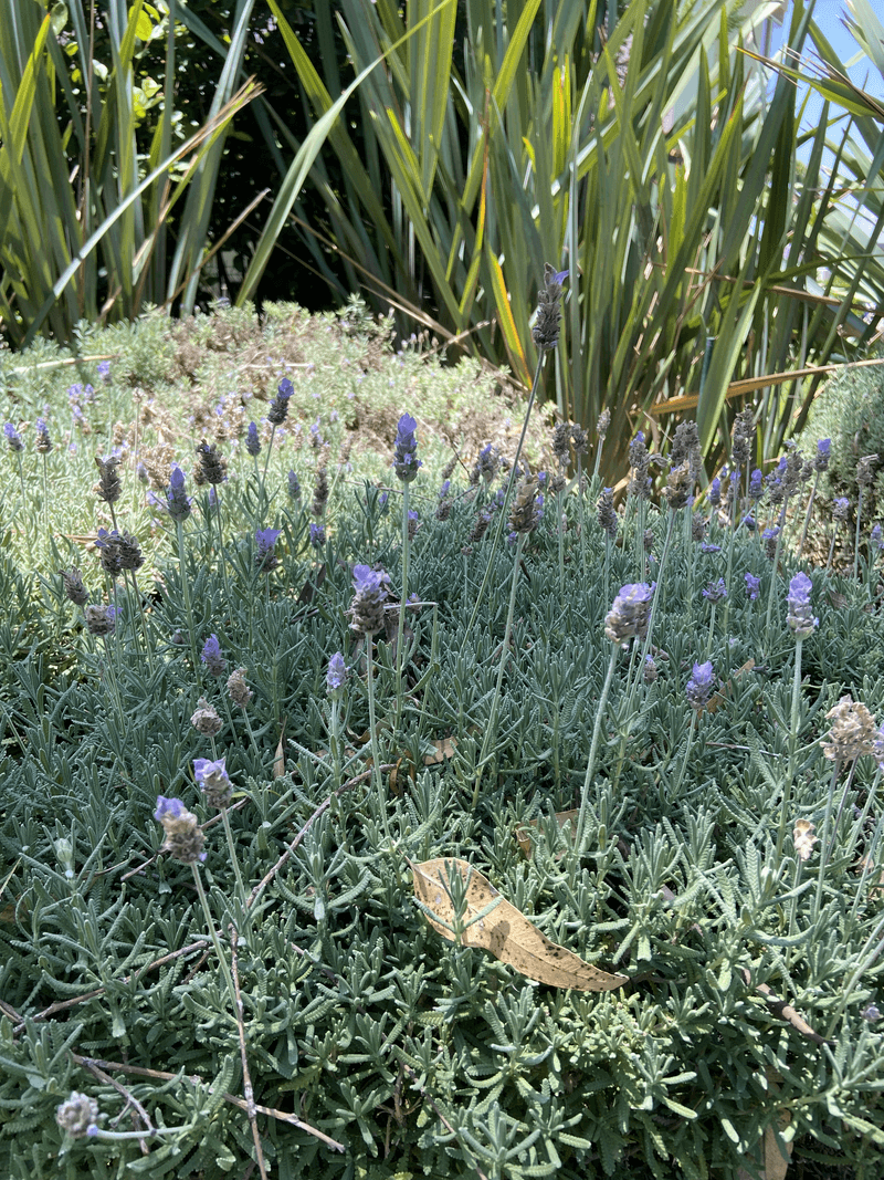 Lavender And Oregano Lavender And Oregano