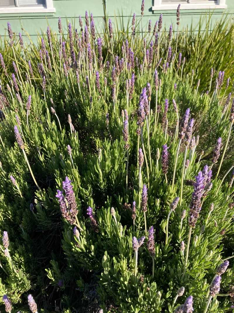 Lavender Bringing A Scent Gophers May Skip