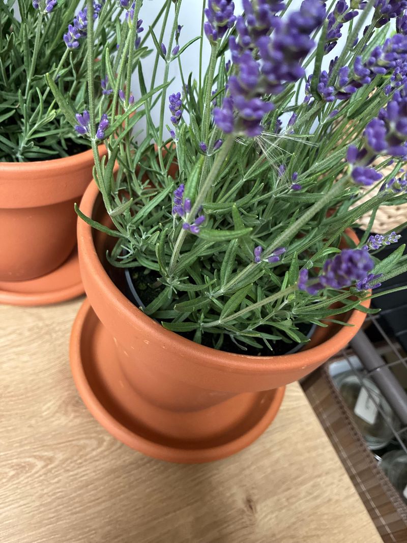 Lavender Can Help Where Texas Porch Soil Stays Dry