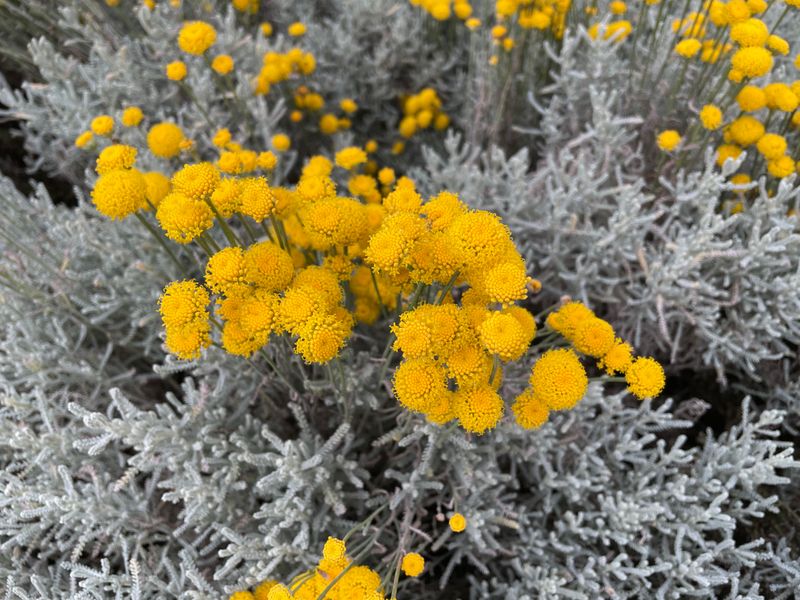 Lavender Cotton Keeps A Compact, Mounded Form