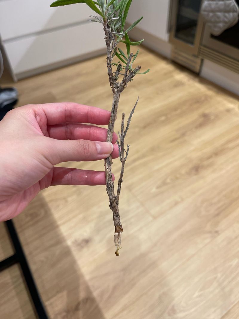 Lavender Cuttings Take Root Before Frost Arrives