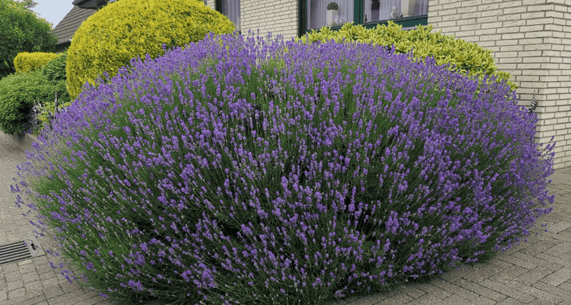 Lavender Keeps Foundation Beds Dry And Open Lavender Keeps Foundation Beds Dry And Open
