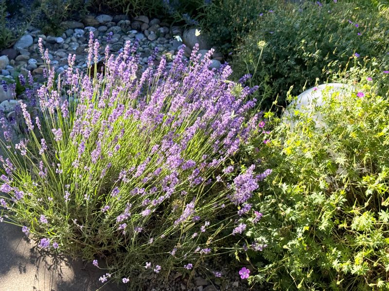 Lavender Rewards Patient Wyoming Gardeners Lavender Rewards Patient Wyoming Gardeners