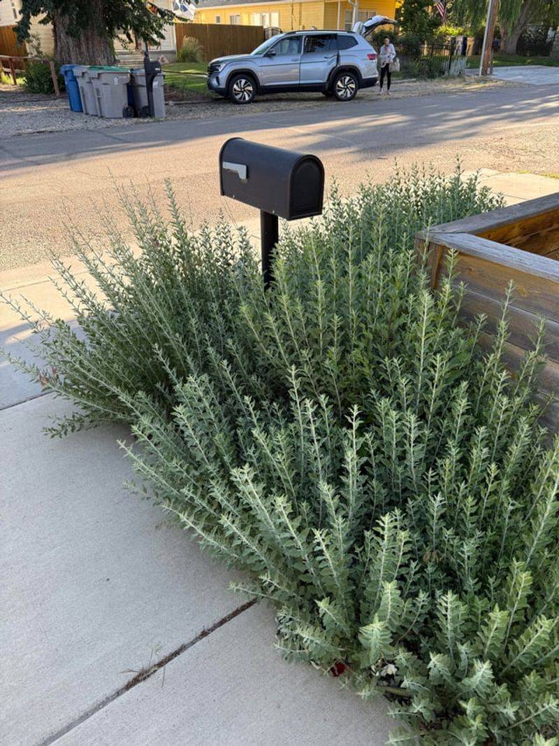 Lavender Should Not Be Cut Hard Into Old Wood