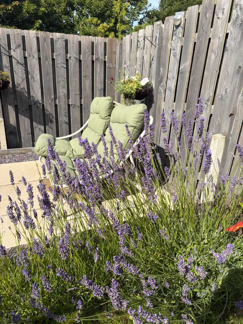 Lavender That Gets Leggy With Late Fertilizer