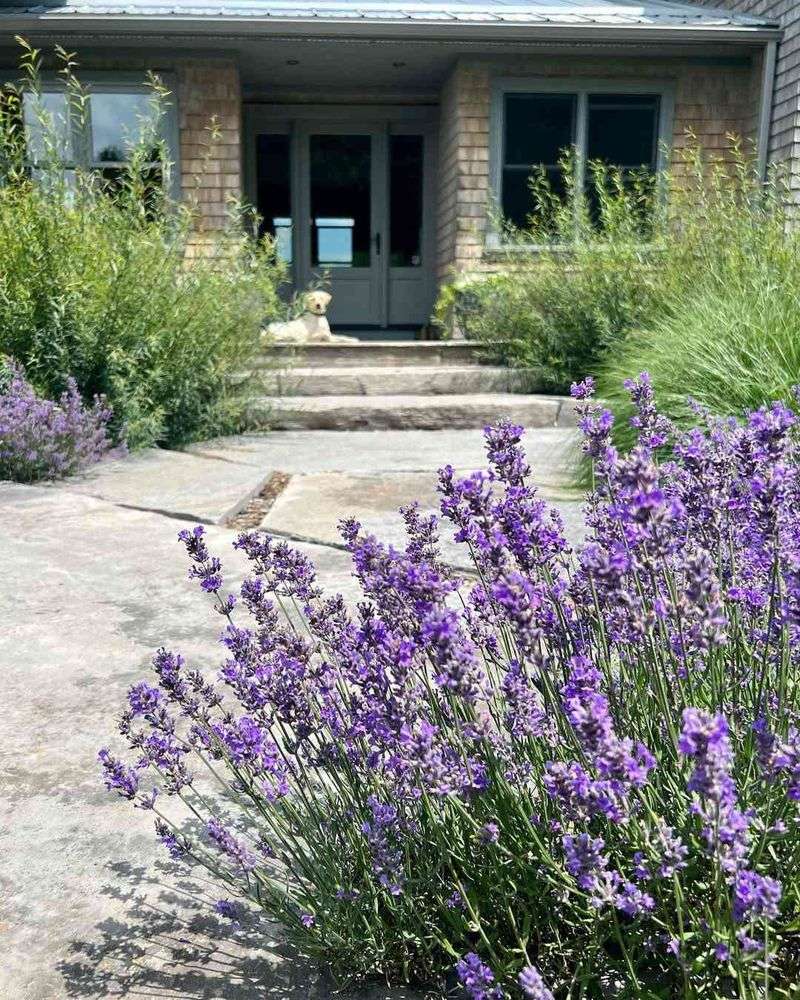 Lavender Works Well Along Sunny Side Paths