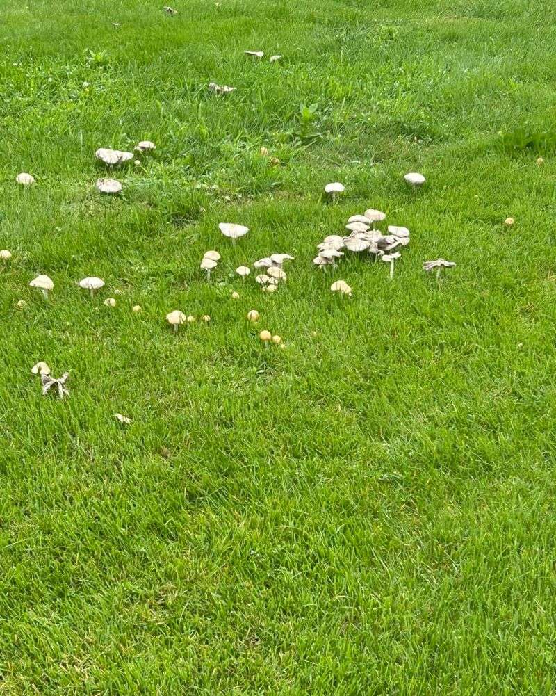 Lawn Care Habits That Increase Their Appearance