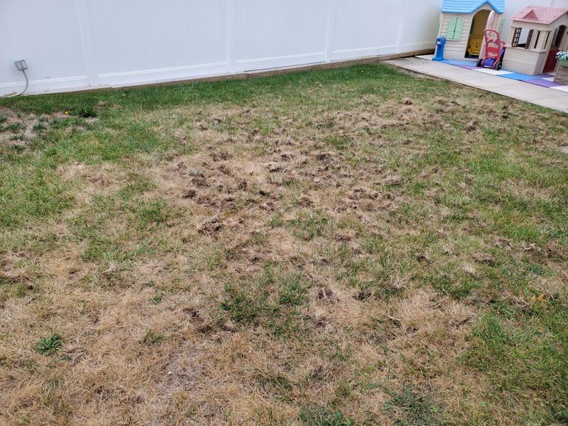 Lawn Damage Does Not Always Signal A Grub Crisis Lawn Damage Does Not Always Signal A Grub Crisis