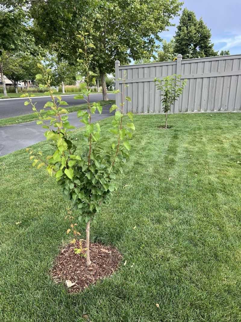 Lawn-Fed Trees Usually Do Not Need Another Fertilizer Application