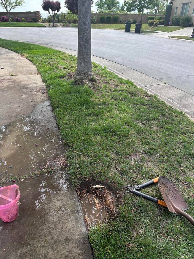 Lawn Sprinklers Barely Reaching Tree Roots Lawn Sprinklers Barely Reaching Tree Roots
