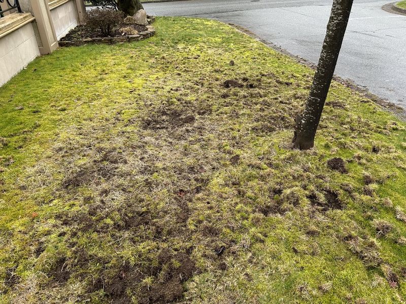 Lawns Can Produce Garden Beetles