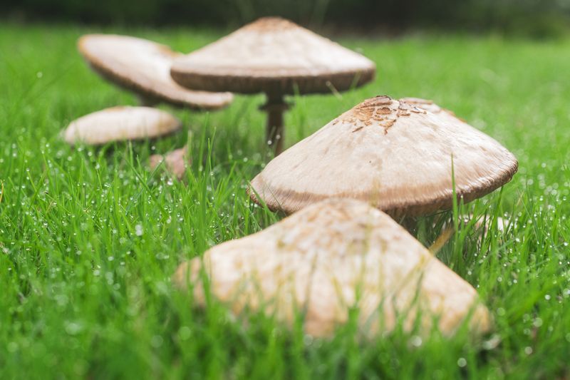 Lawns Develop Fungal Patches And Root Rot