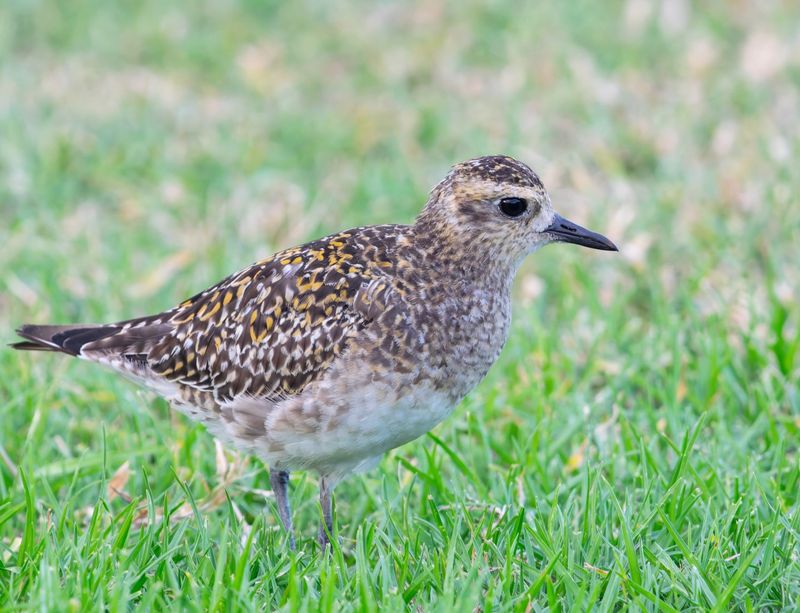 Lawns, Parks, And Golf Courses Offer The Feeding Conditions They Prefer