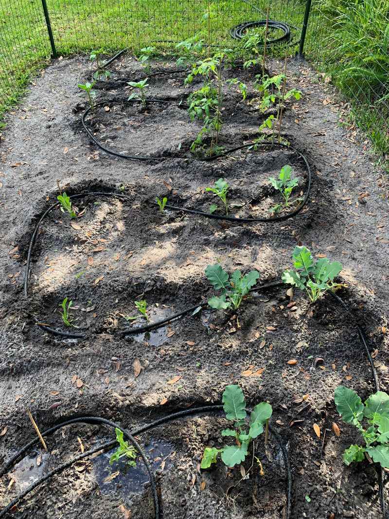 Lay A Soaker Hose Beneath The Mulch Lay A Soaker Hose Beneath The Mulch