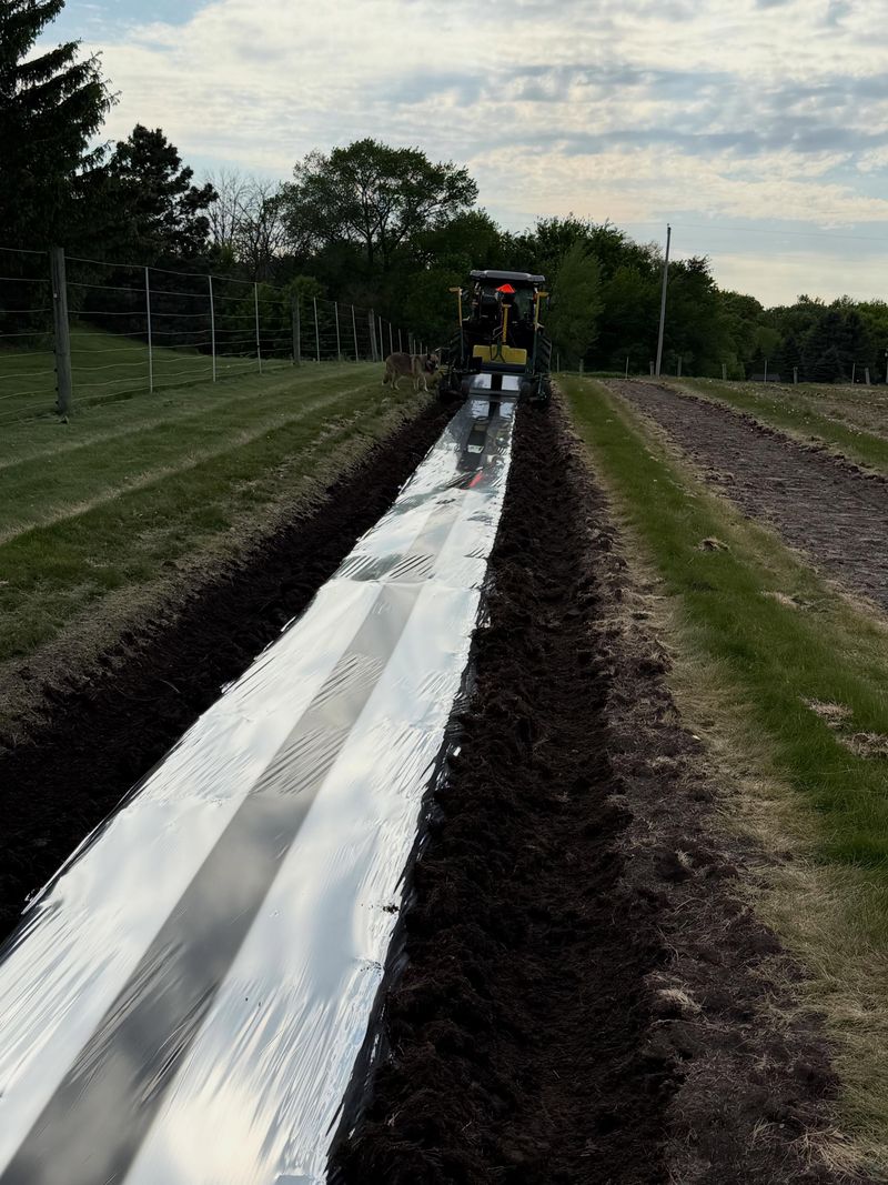 Lay Reflective Silver Mulch Between Rows At Planting Lay Reflective Silver Mulch Between Rows At Planting
