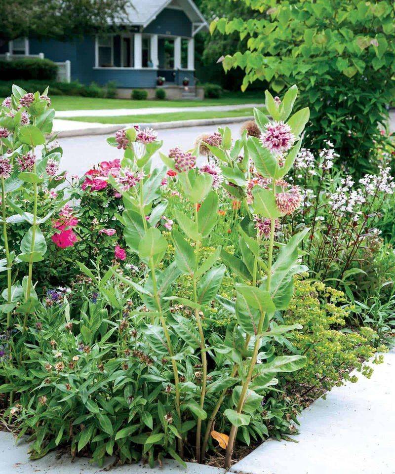 Layered Planting Rebuilds The Habitat They Lost