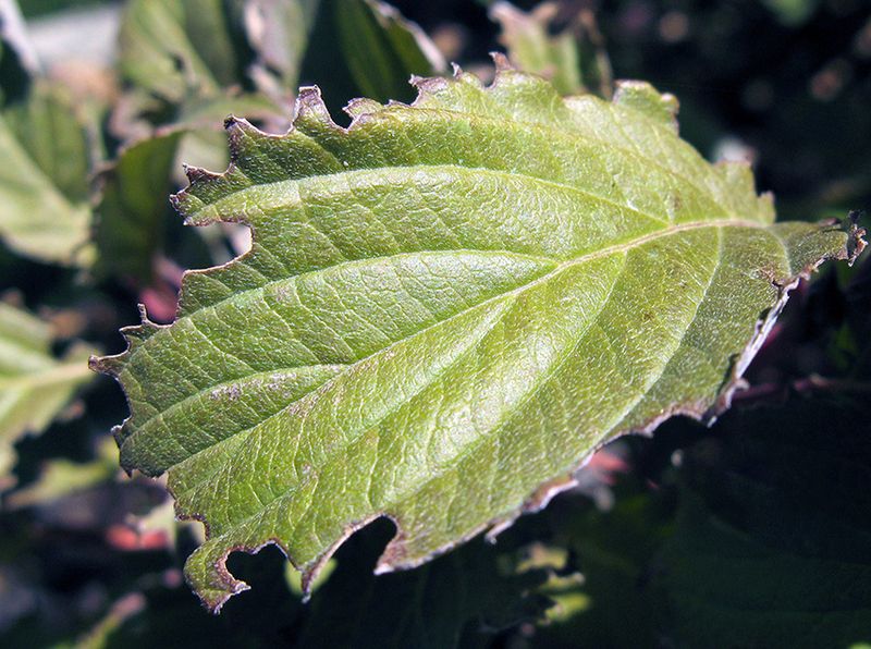 Leaf Edges Get Chewed Into Neat Little Notches