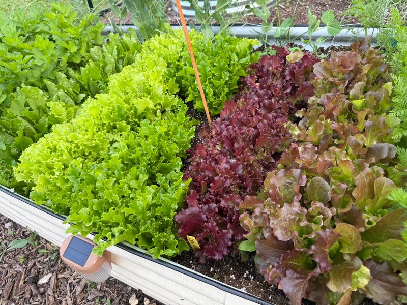 Leaf Lettuce