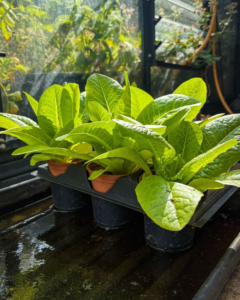 Leaf Lettuce Gets A Fresh Start In September