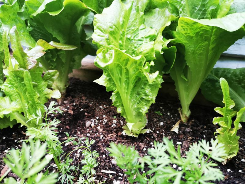 Leaf Lettuce Giving Quick Wins In Small Beds Leaf Lettuce Giving Quick Wins In Small Beds