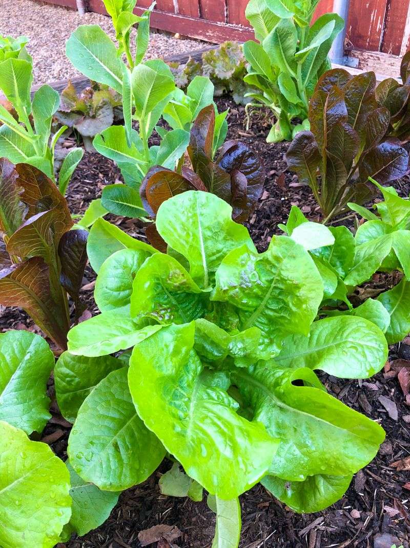 Leaf Lettuce Goes Straight Into The Garden