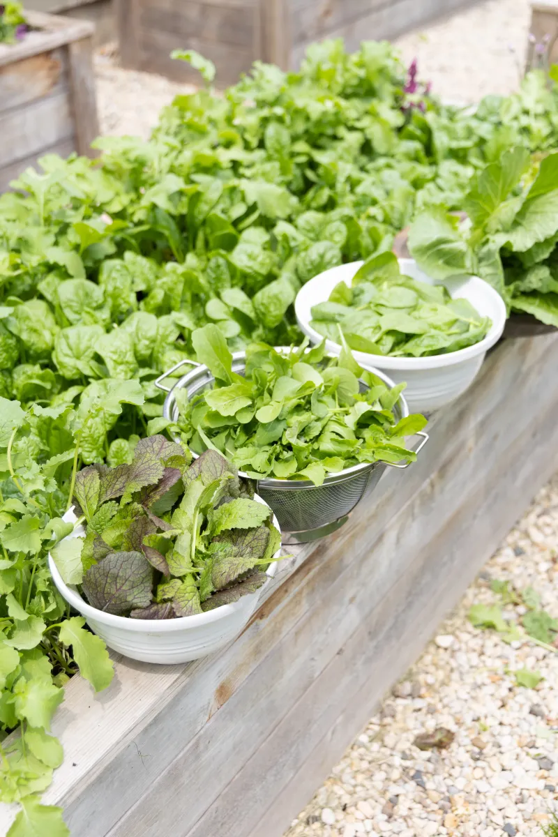 Leaf Lettuce Is Worth Adding Before September Leaf Lettuce Is Worth Adding Before September