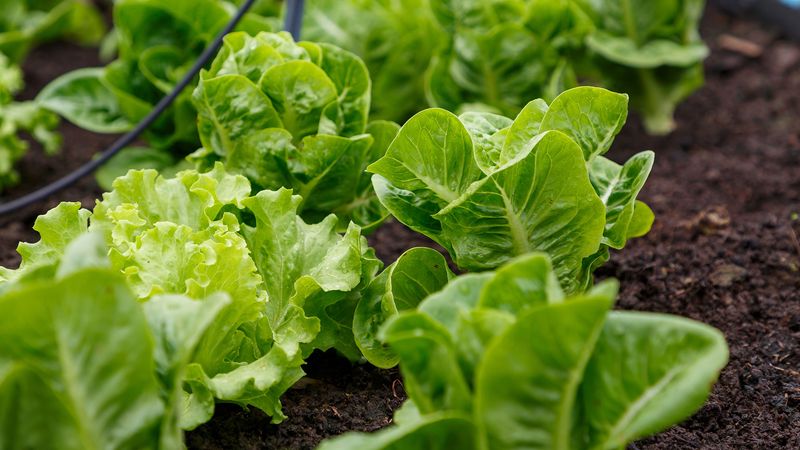 Leaf Lettuce Thrives As Summer Heat Fades Leaf Lettuce Thrives As Summer Heat Fades