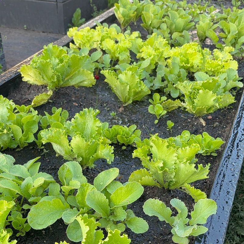 Leaf Lettuce Leaf Lettuce